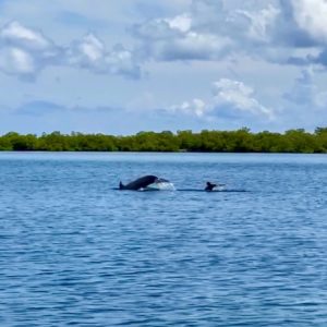 Bahia los Delfines