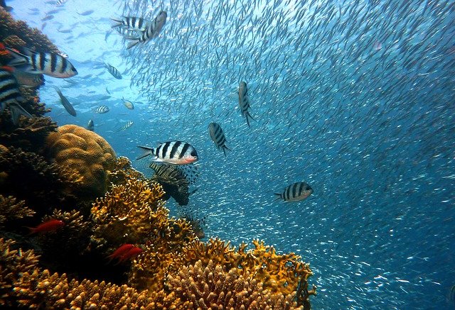 Cayo Coral