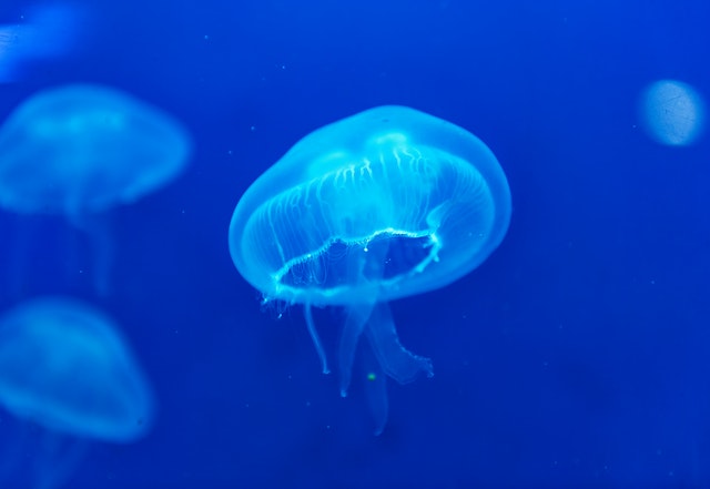 Picaduras de medusa