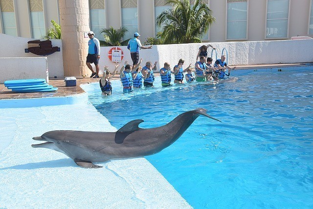 Nadar con delfines