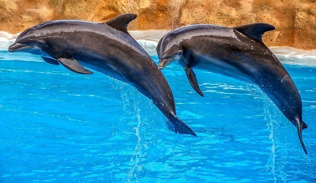Beneficios de nadar con delfines