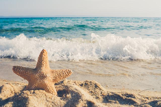 Playa Starfish